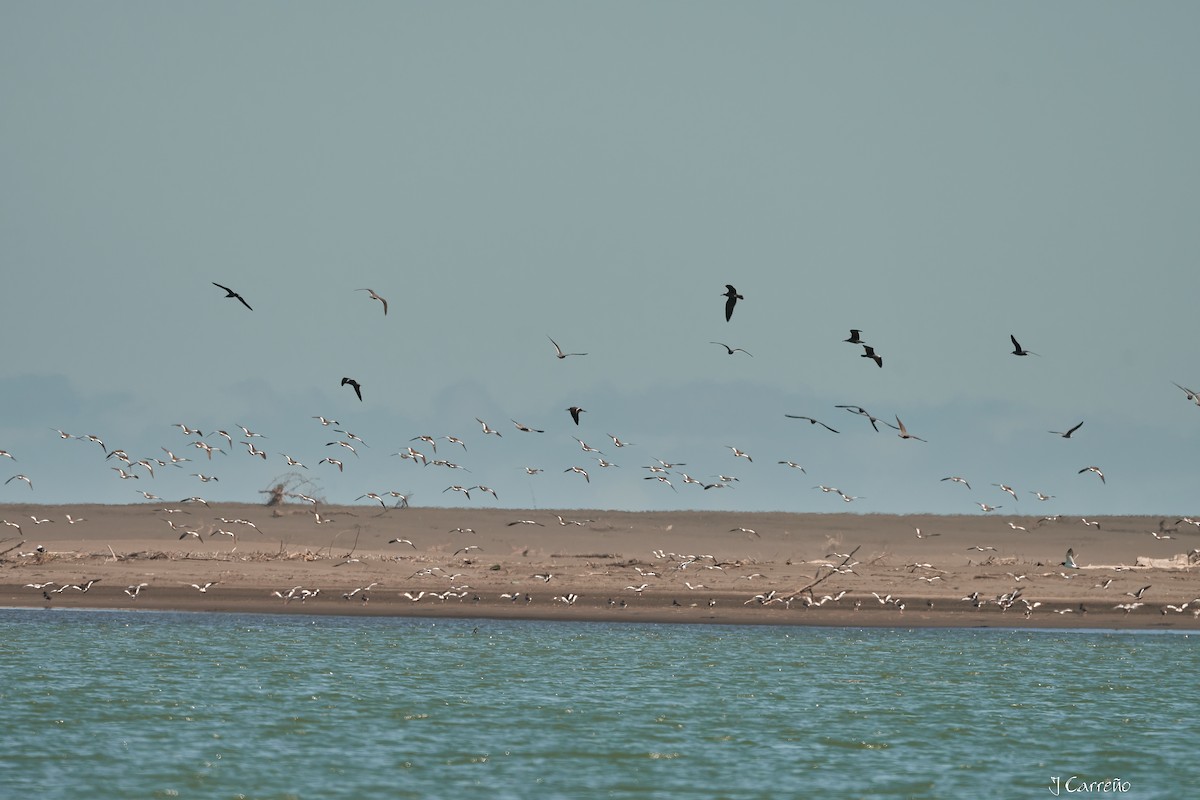 American Oystercatcher - ML623498210