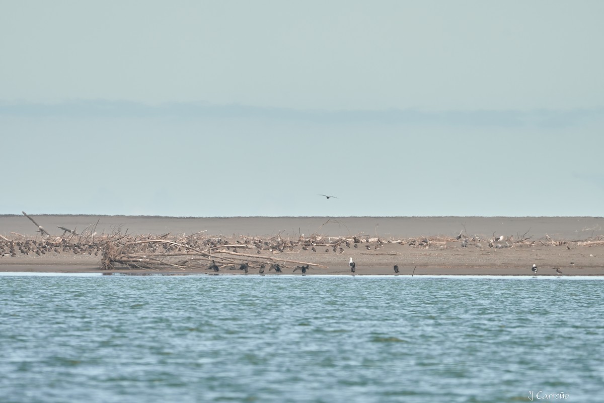 American Oystercatcher - ML623498211