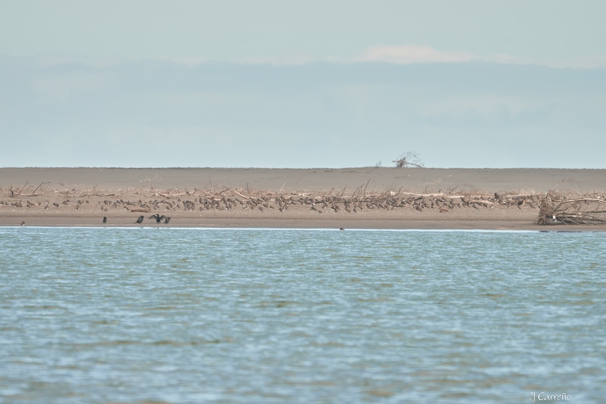 American Oystercatcher - ML623498212