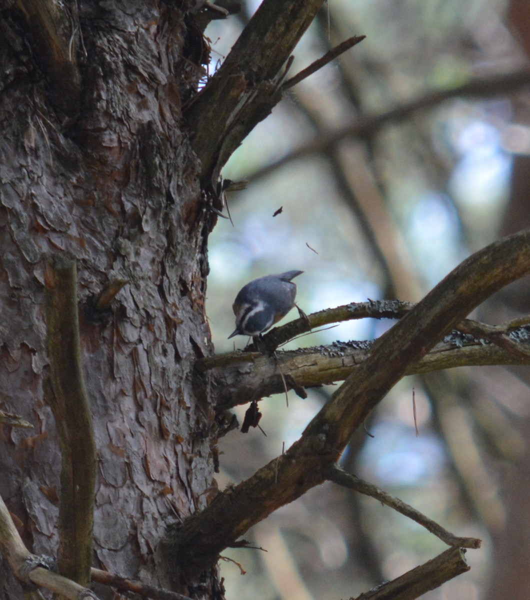 Red-breasted Nuthatch - Rich Hanlon