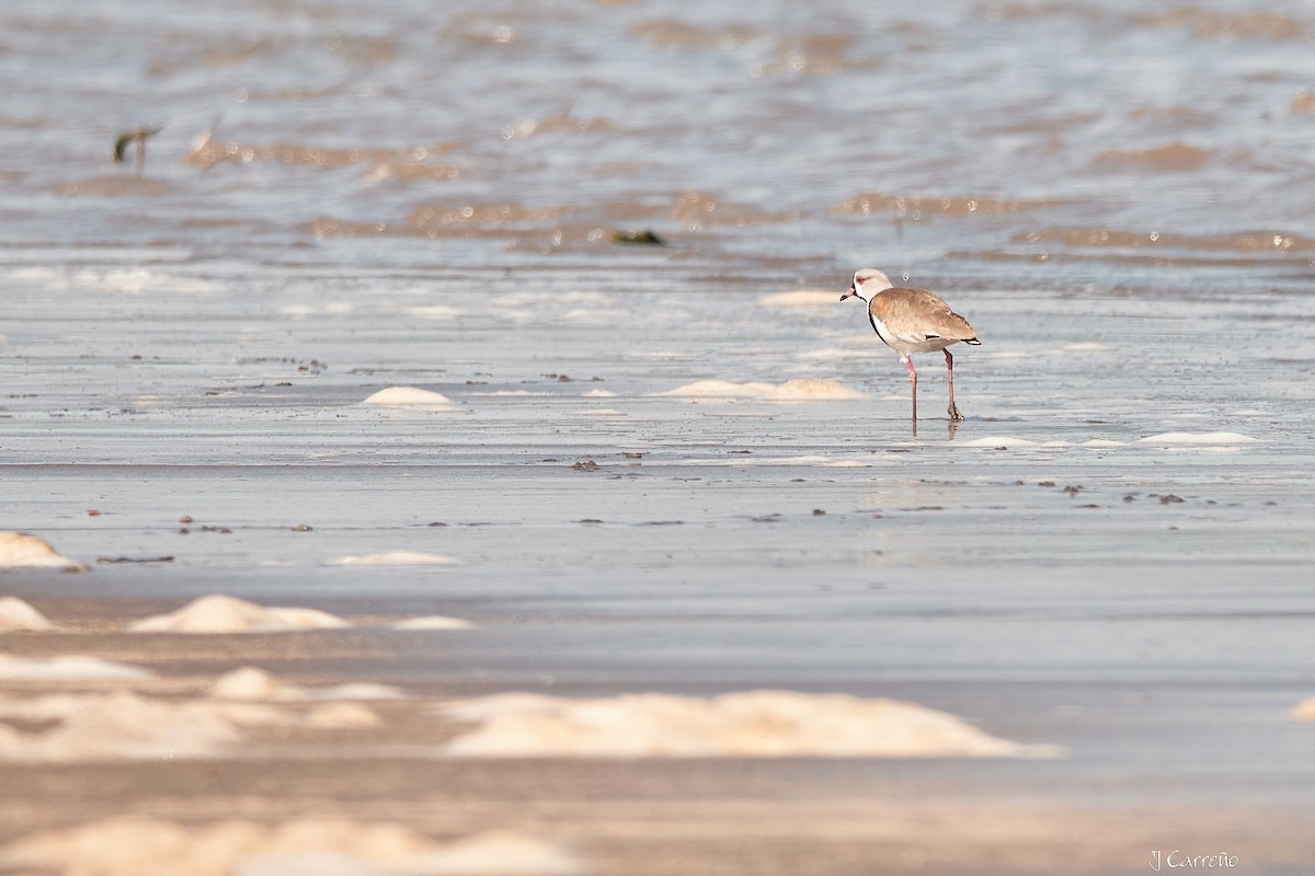 Southern Lapwing - ML623498220