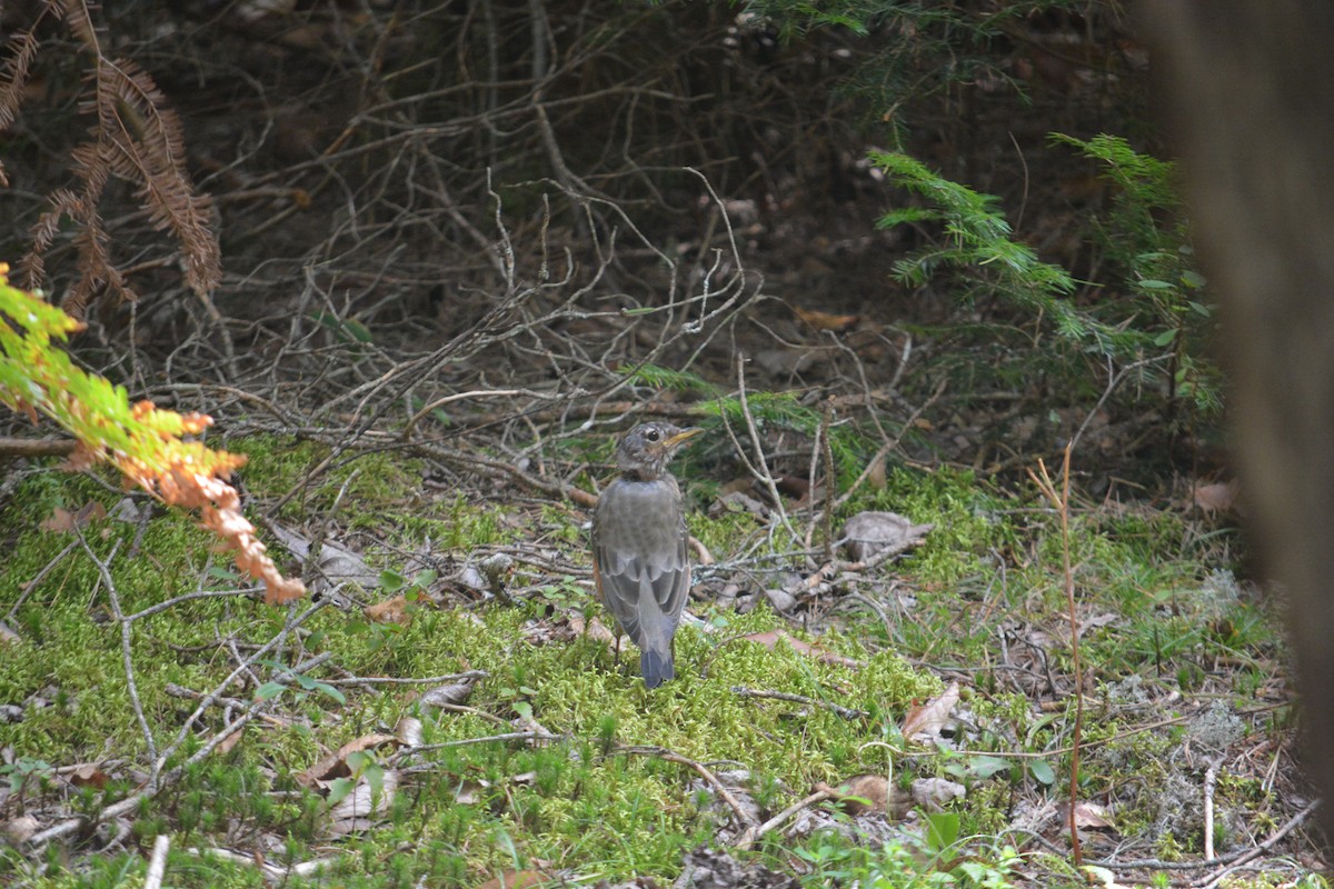 American Robin - ML623498226