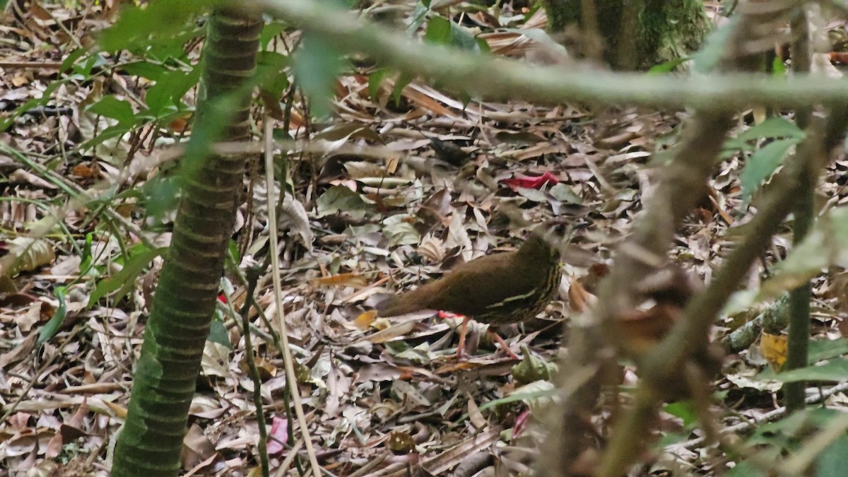 Such's Antthrush - ML623498244
