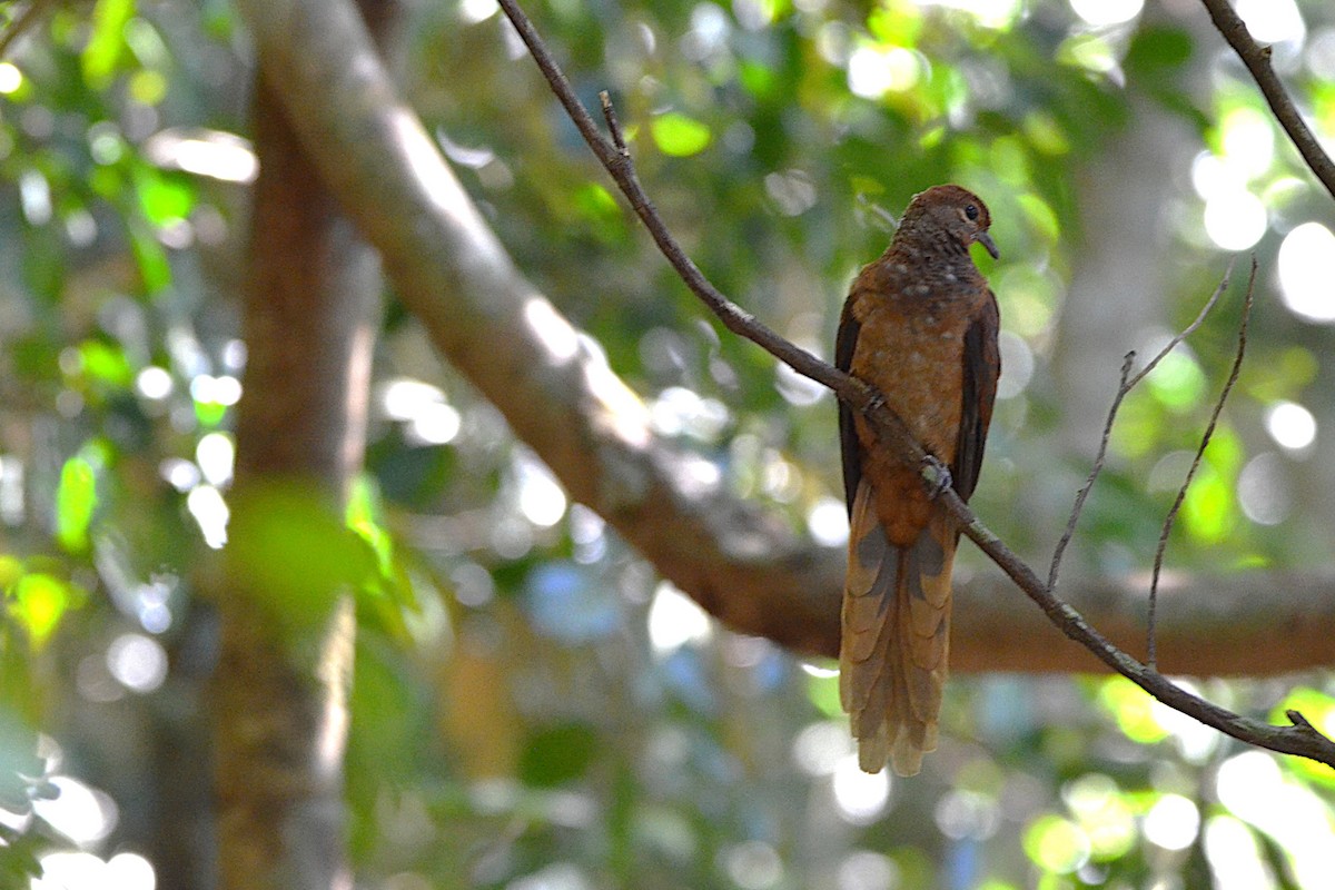 Brown Cuckoo-Dove - ML623498249