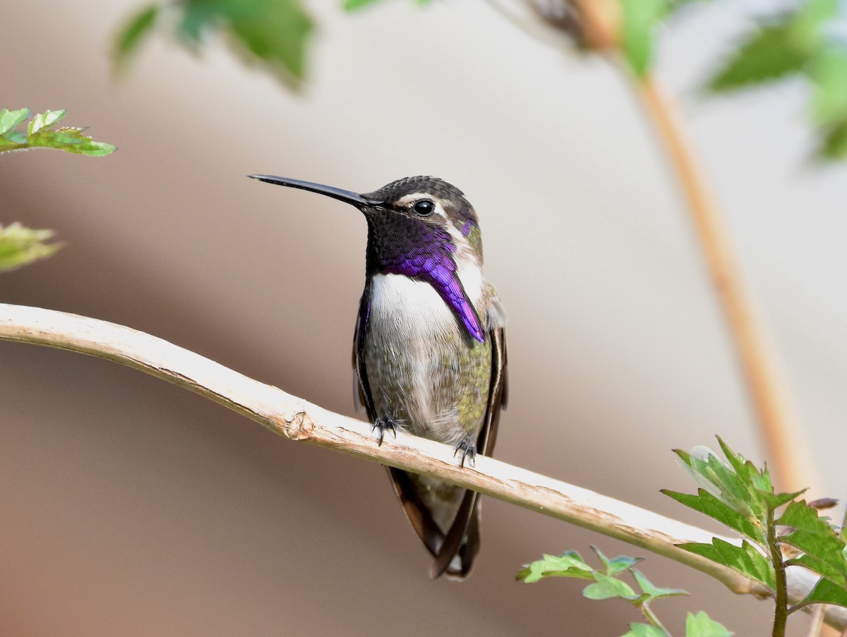 Costa's Hummingbird - ML623498253