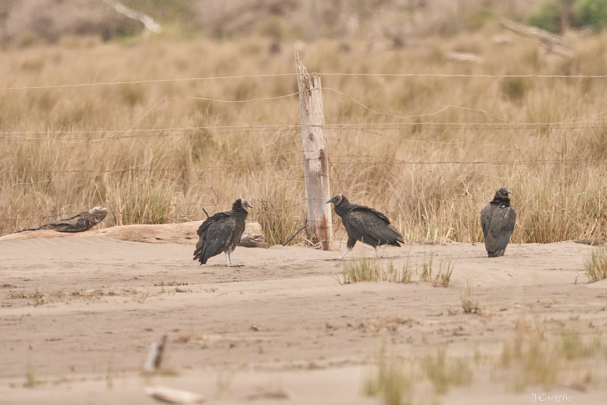 Black Vulture - ML623498256