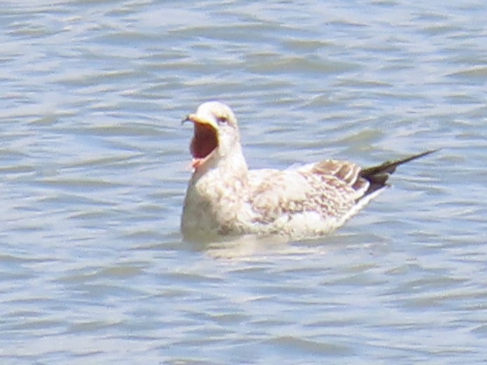 Gaviota de Delaware - ML623498274