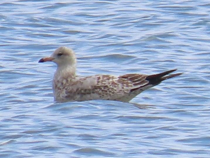 Ring-billed Gull - Tom Hedwall