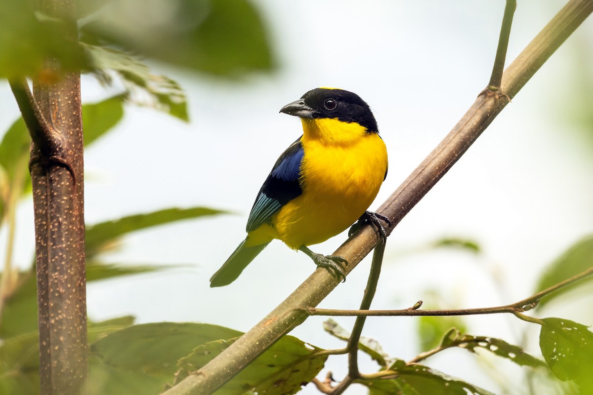 Blue-winged Mountain Tanager - ML623498314