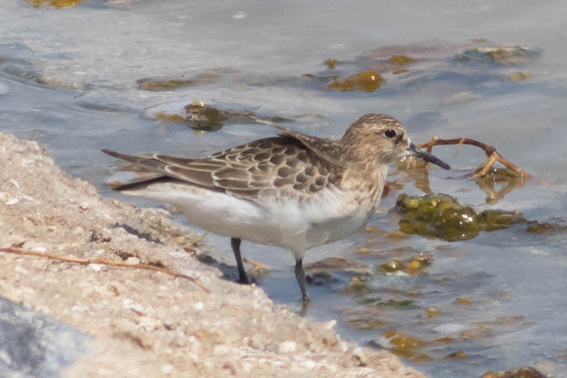 Baird's Sandpiper - ML623498328