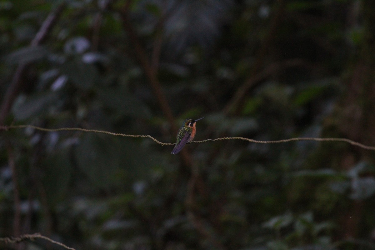 Colibri à ventre châtain - ML623498349