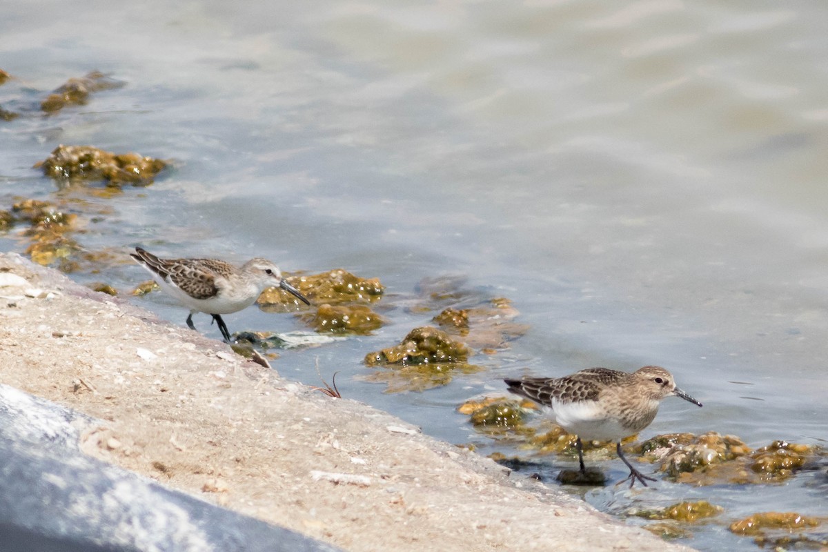 Western Sandpiper - Johnny Bovee