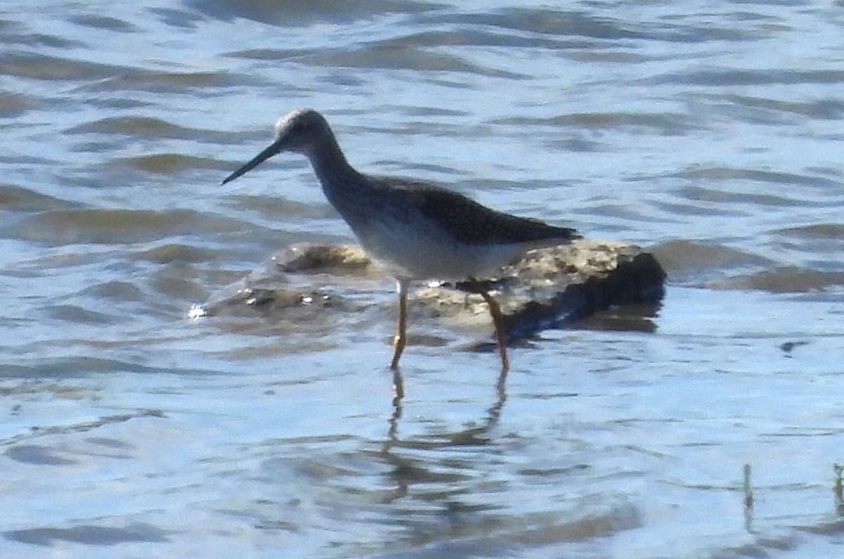 Greater Yellowlegs - ML623498385