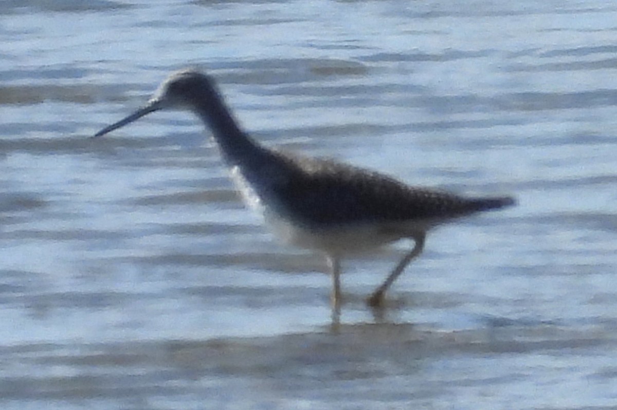 Greater Yellowlegs - ML623498386