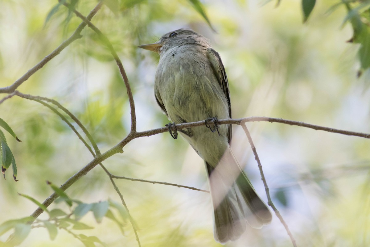 Gray Flycatcher - ML623498403