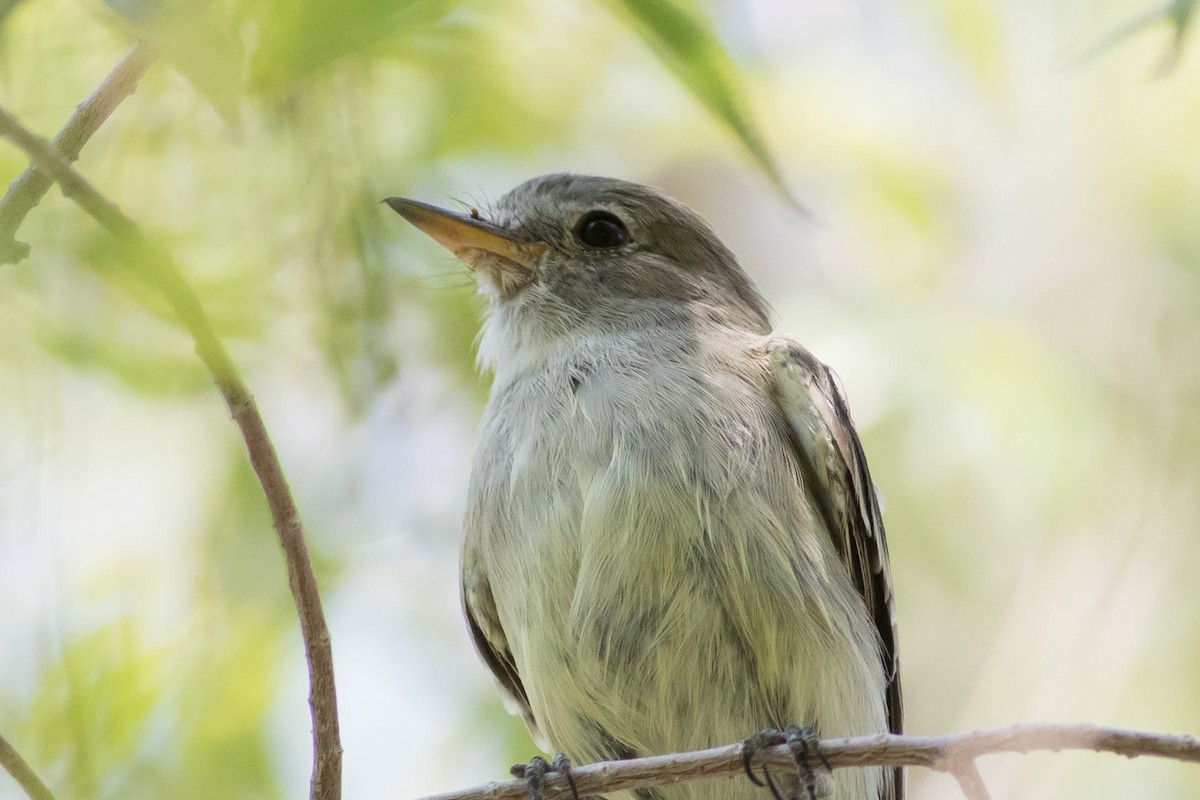 Gray Flycatcher - Johnny Bovee