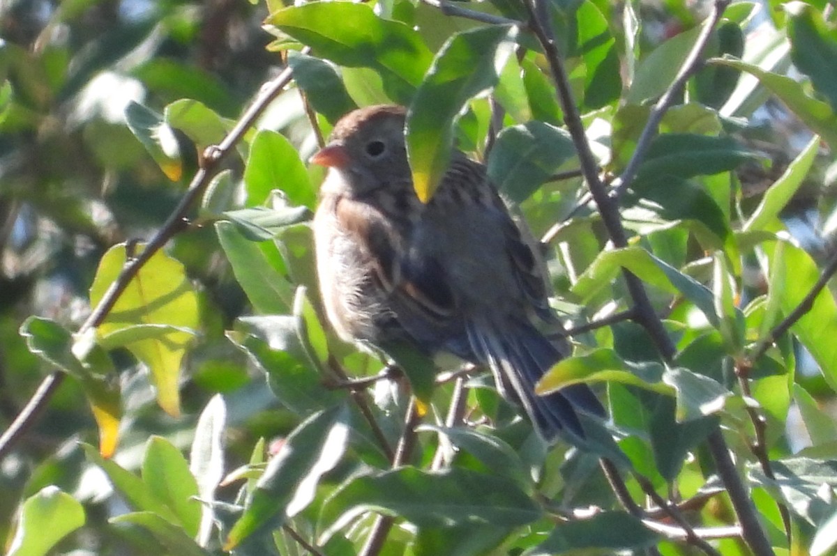 Field Sparrow - ML623498405