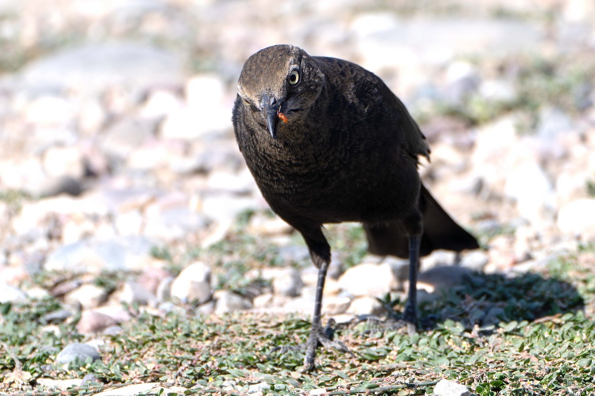 Brewer's Blackbird - ML623498423