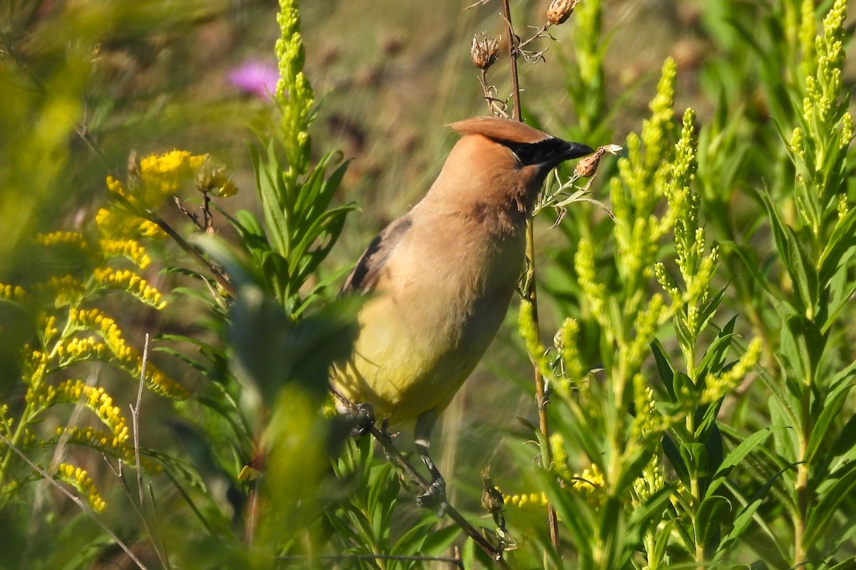 Cedar Waxwing - ML623498424