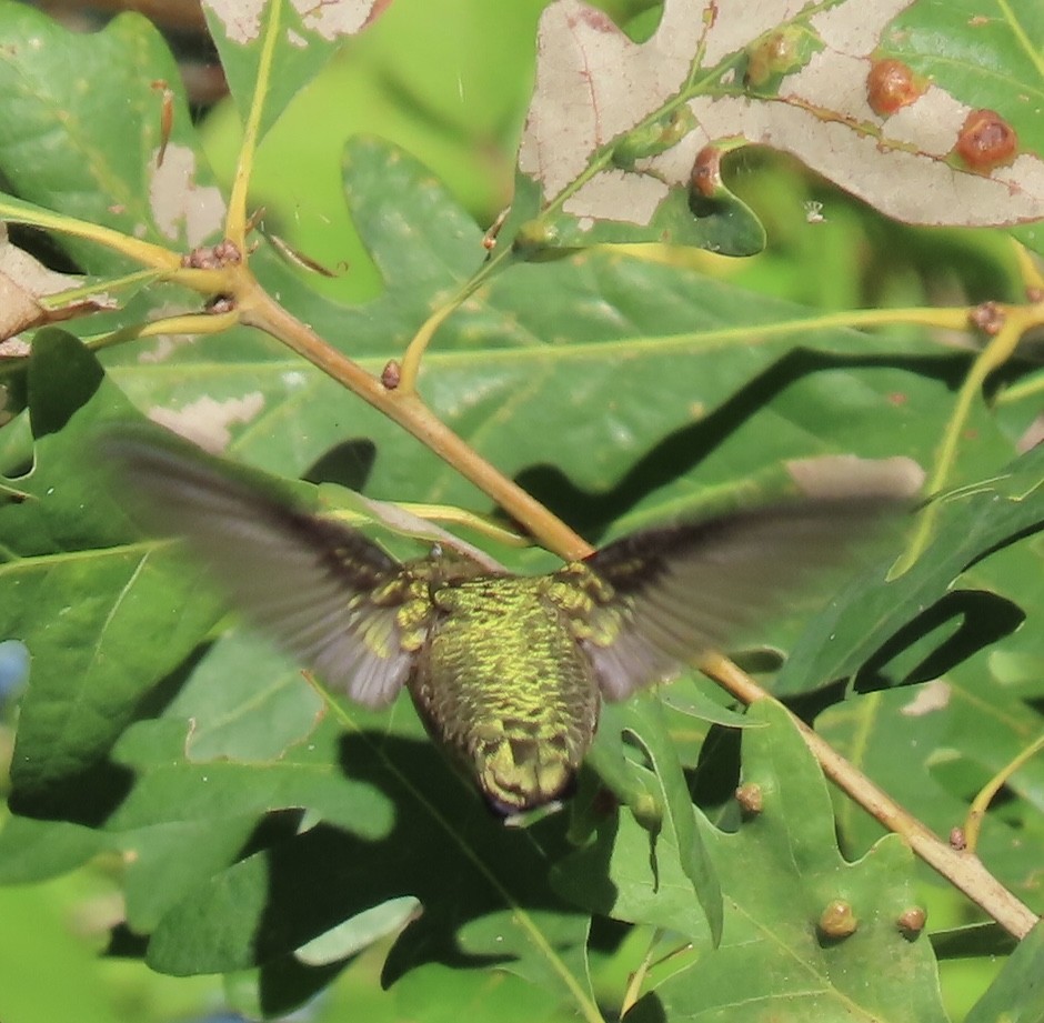 Colibrí Gorjirrubí - ML623498430