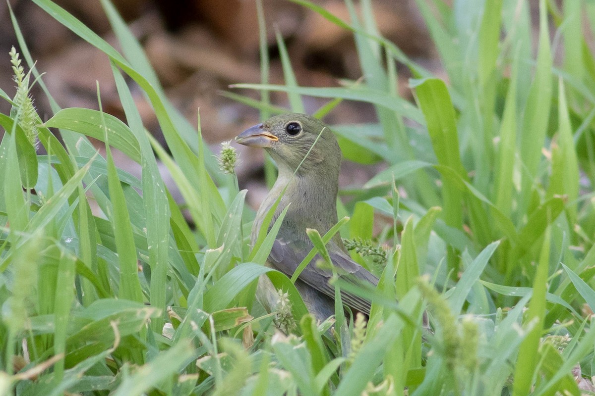 Painted Bunting - ML623498450