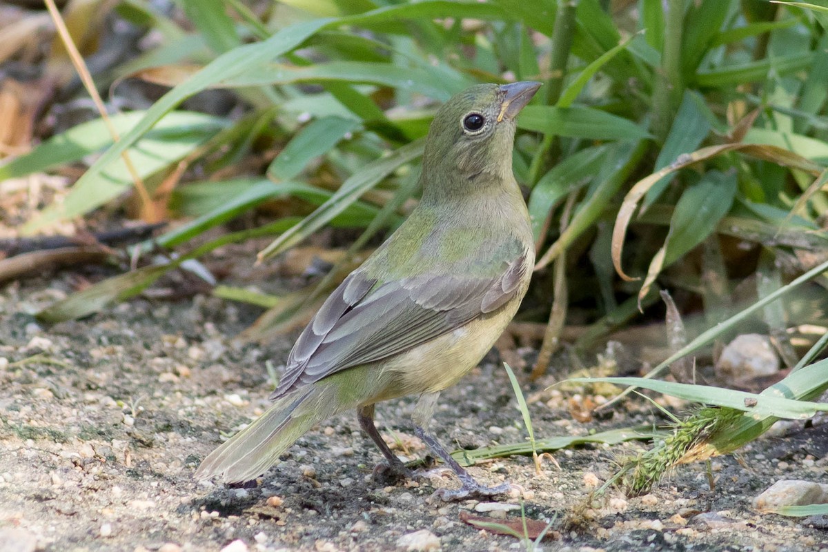 Painted Bunting - ML623498452