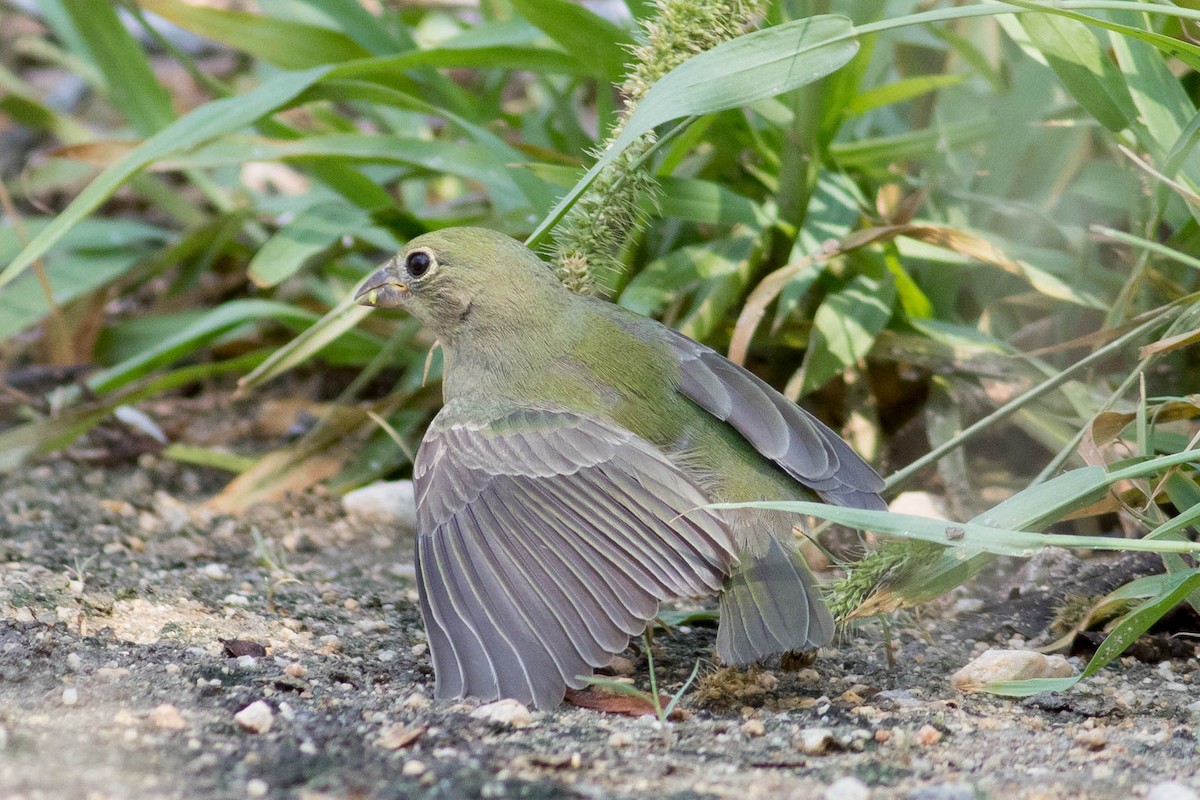 Painted Bunting - ML623498455