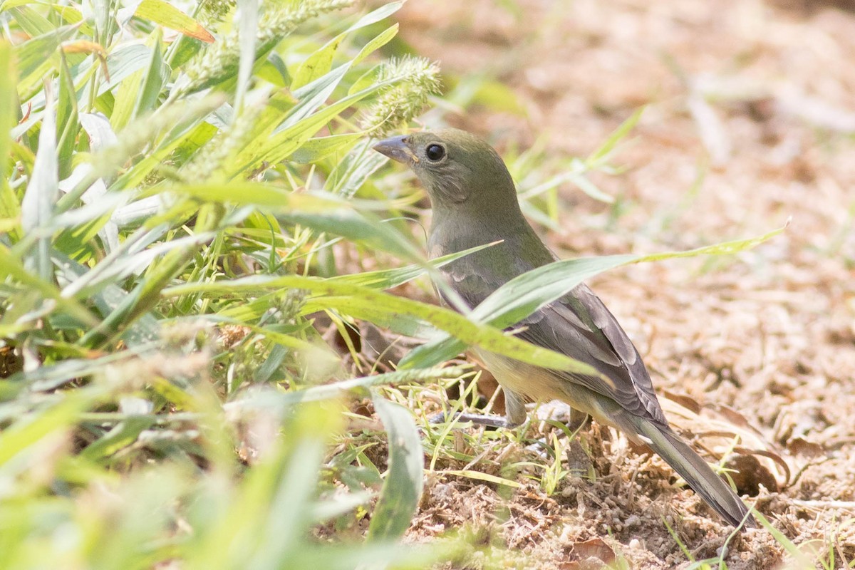 Painted Bunting - ML623498459