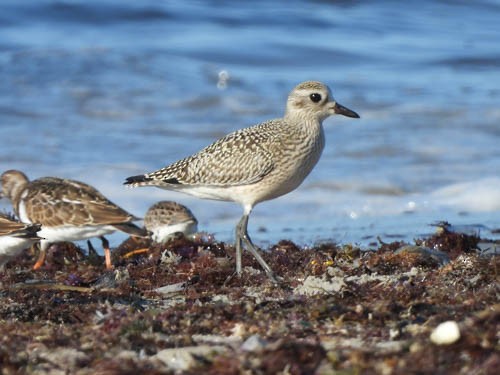 Black-bellied Plover - ML623498500