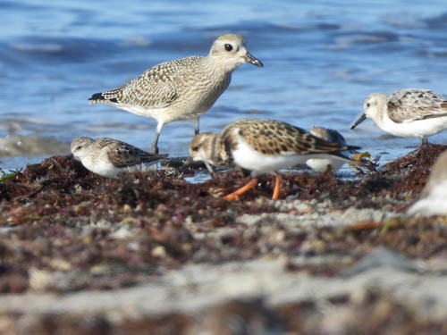 Black-bellied Plover - ML623498502