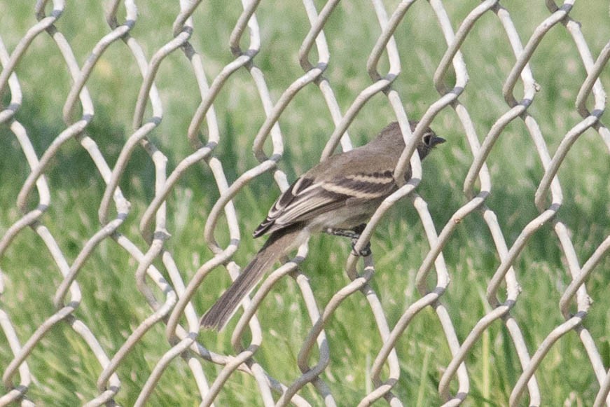 Dusky Flycatcher - ML623498527