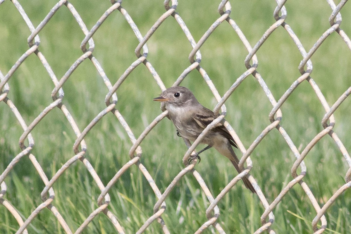 Dusky Flycatcher - ML623498528