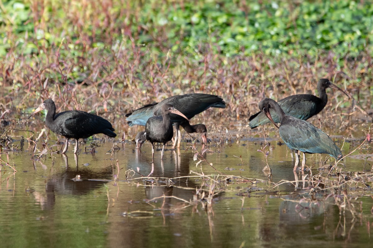 Bare-faced Ibis - ML623498591