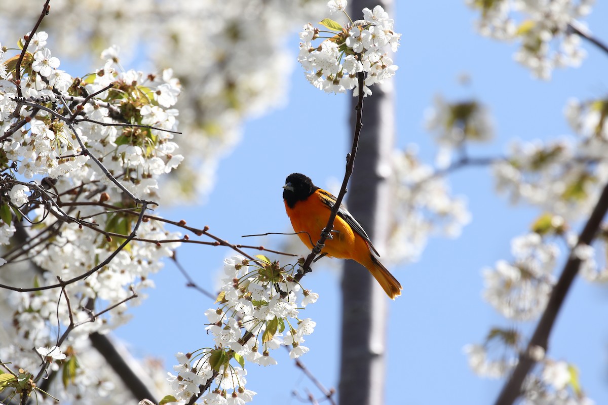 Baltimore Oriole - ML623498625