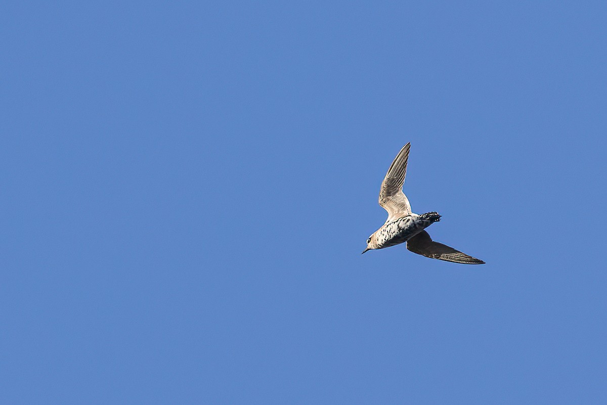 American Golden-Plover - ML623498626