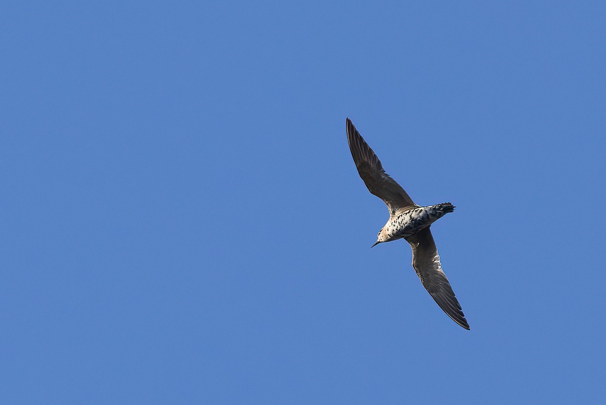 American Golden-Plover - ML623498627