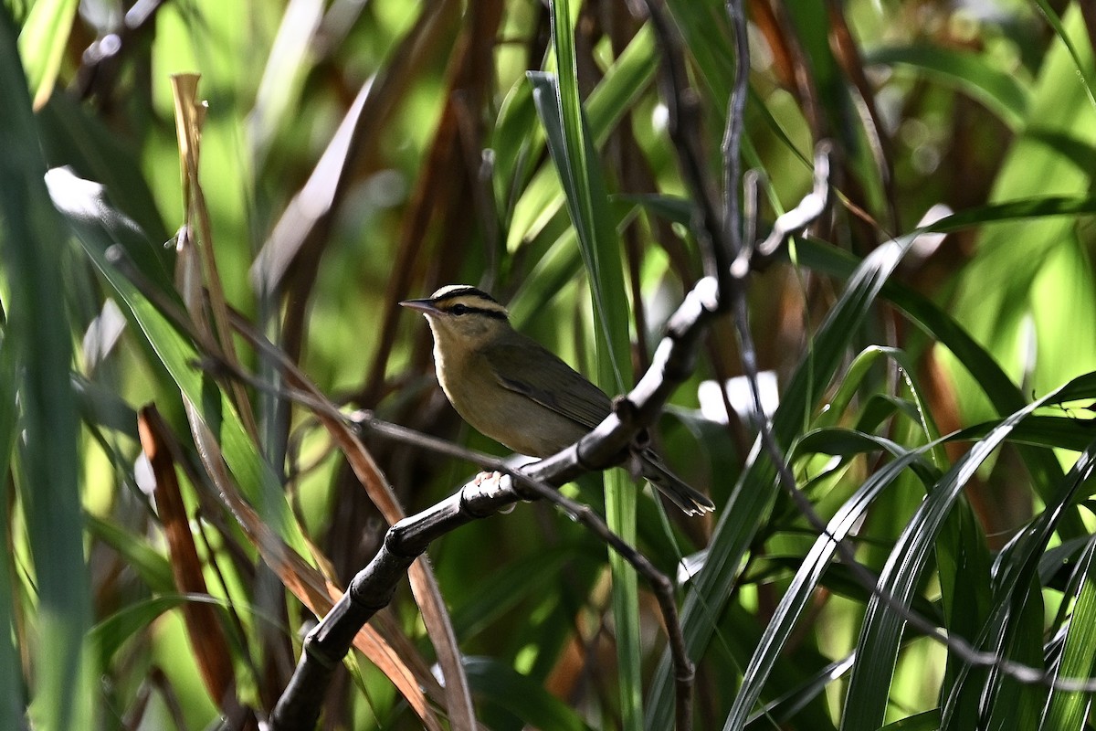 Worm-eating Warbler - ML623498628