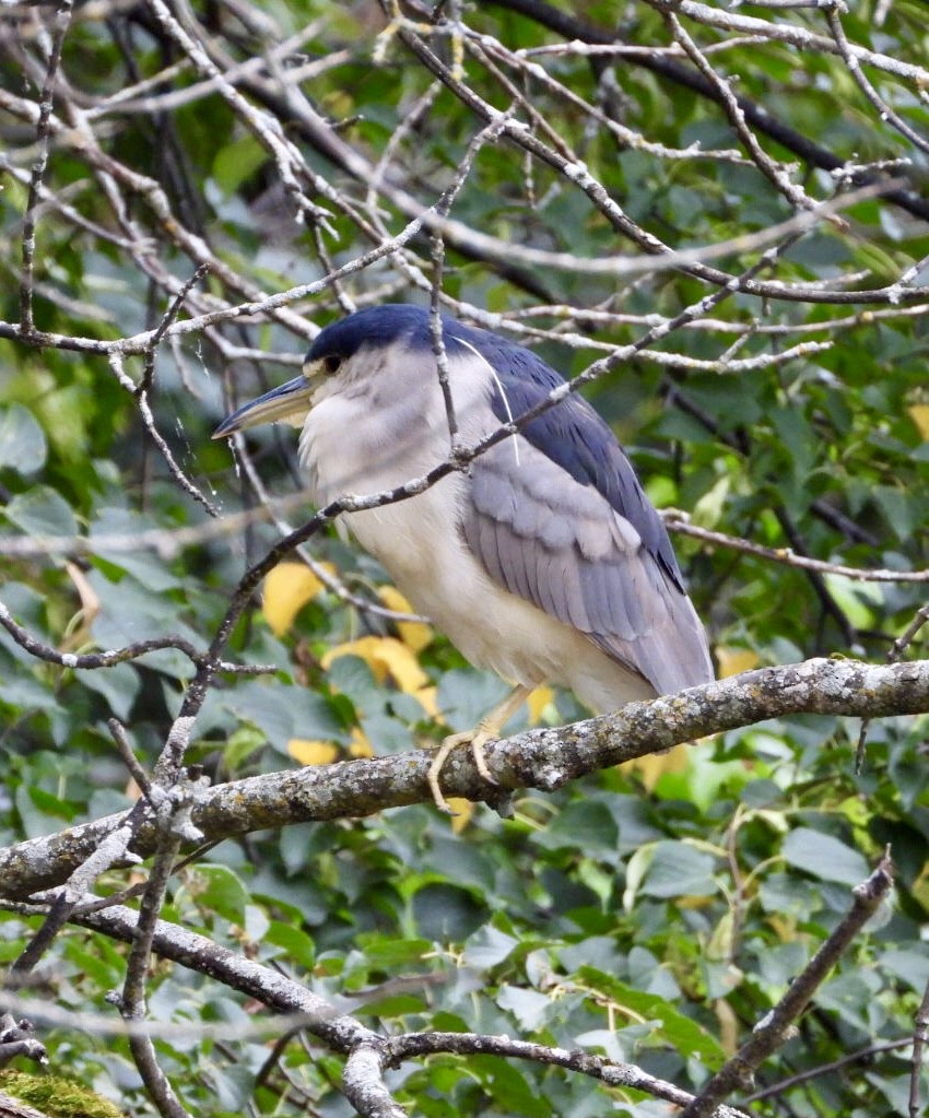 Black-crowned Night Heron - ML623498629