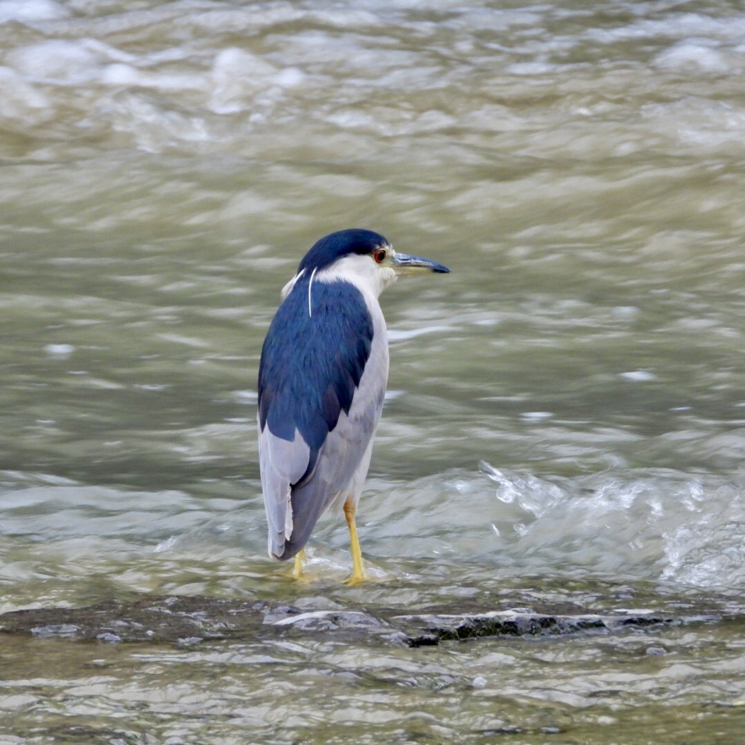 Black-crowned Night Heron - ML623498630