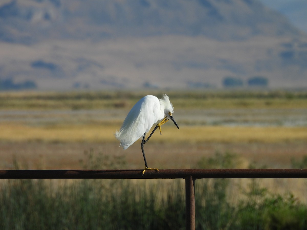 Snowy Egret - ML623498631