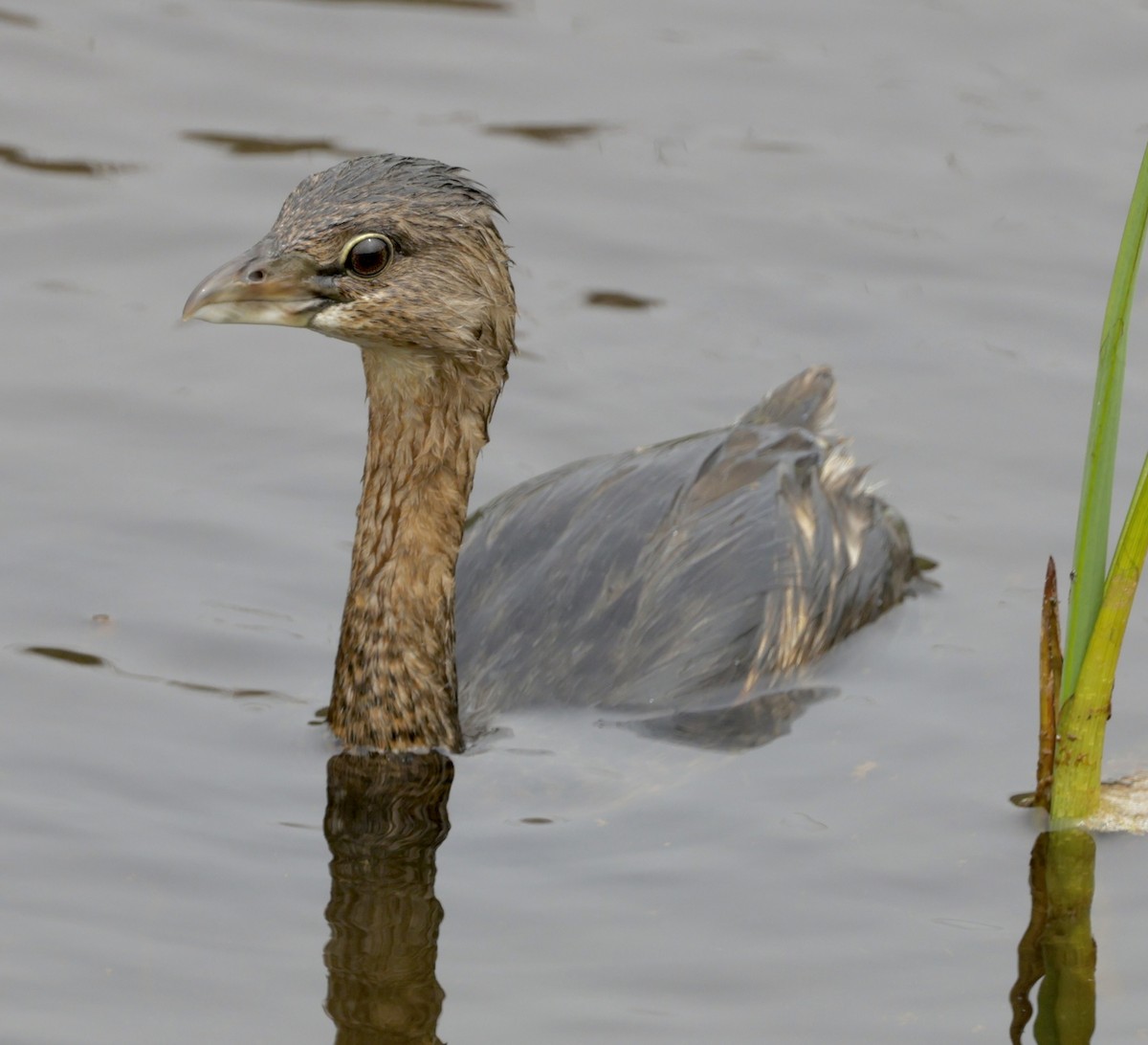 Pied-billed Grebe - ML623498632