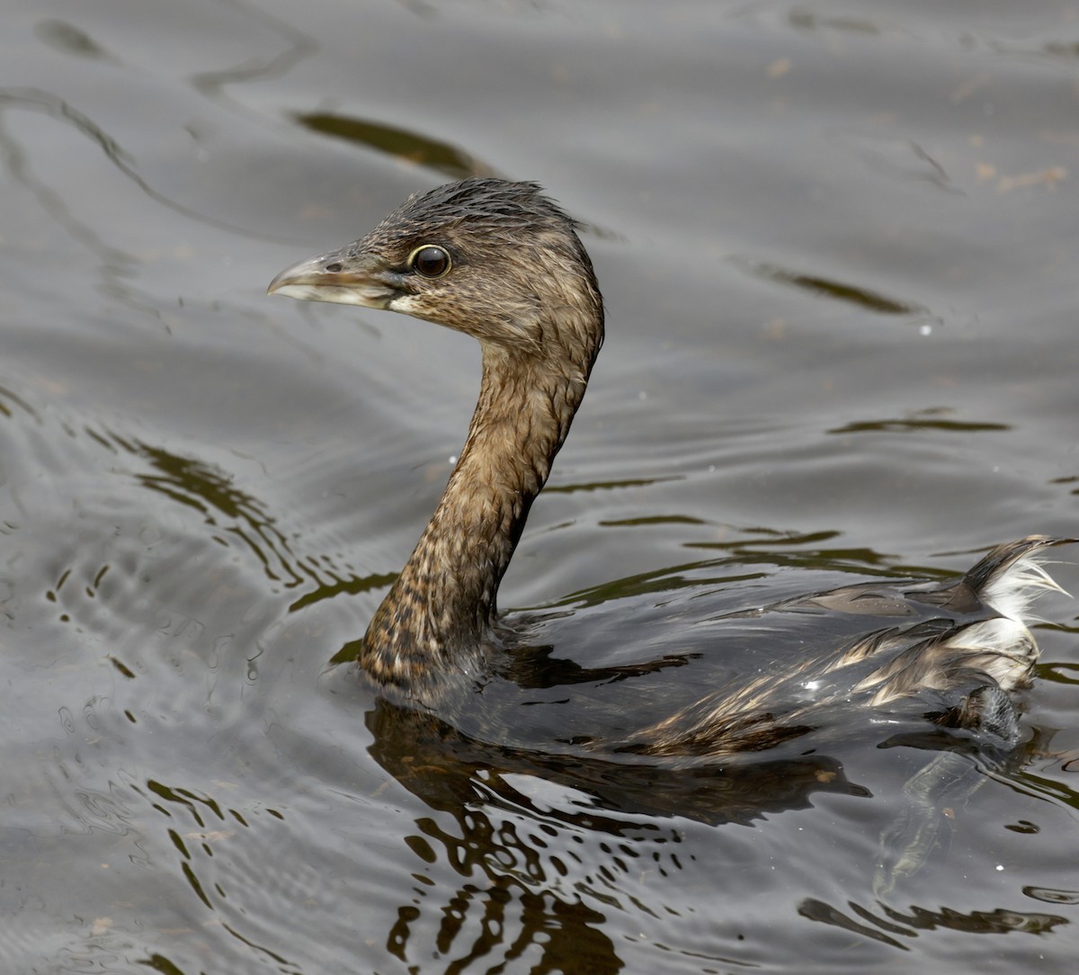 Pied-billed Grebe - ML623498633