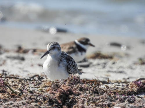 Sanderling - ML623498635