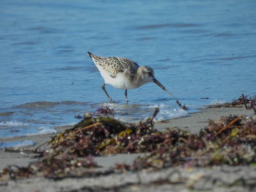 Sanderling - ML623498636