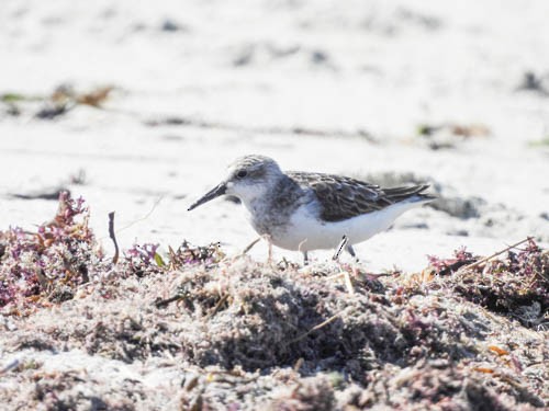 Sanderling - ML623498637