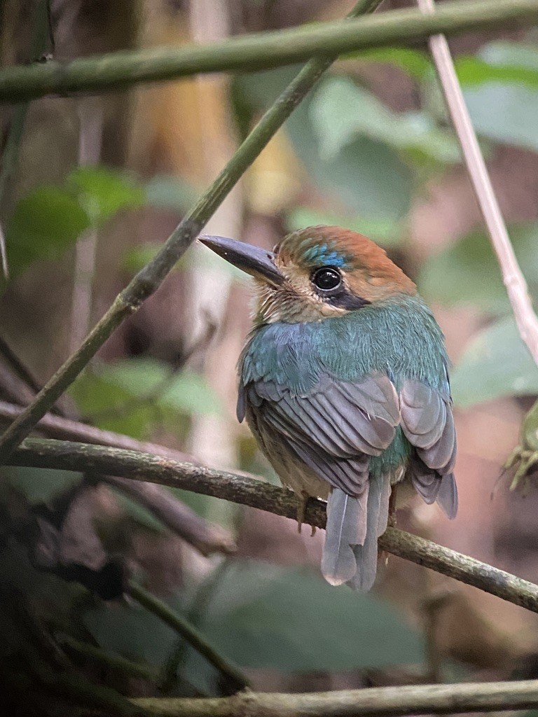 Tody Motmot - Ben Dudek