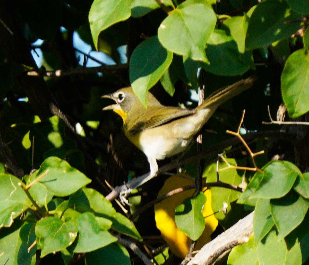 Yellow-breasted Chat - ML623498639