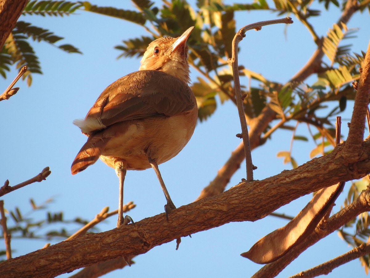 Rufous Hornero - ML623498640