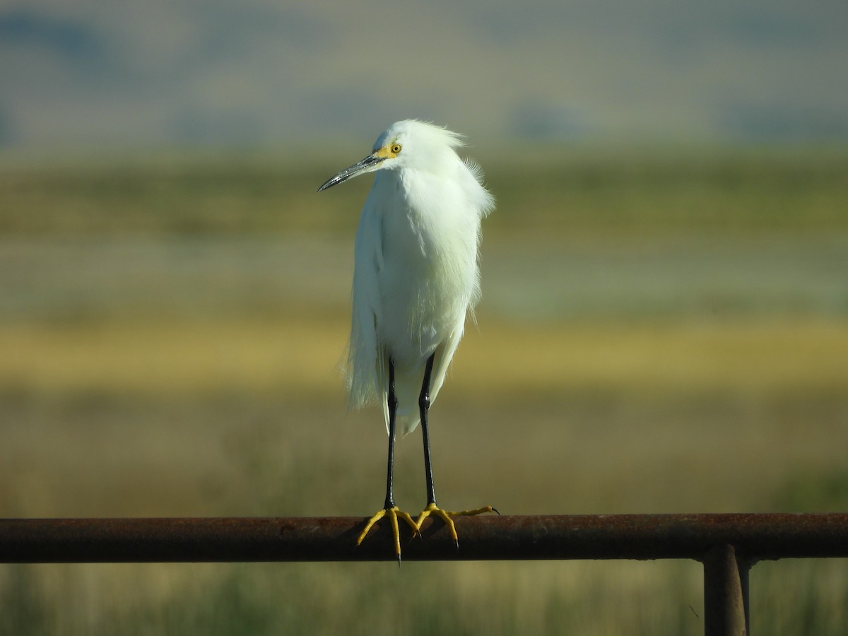 Snowy Egret - ML623498641