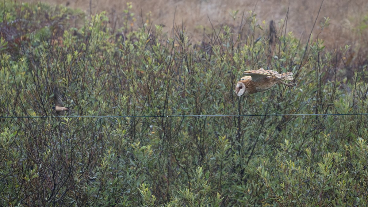 Barn Owl - ML623498642